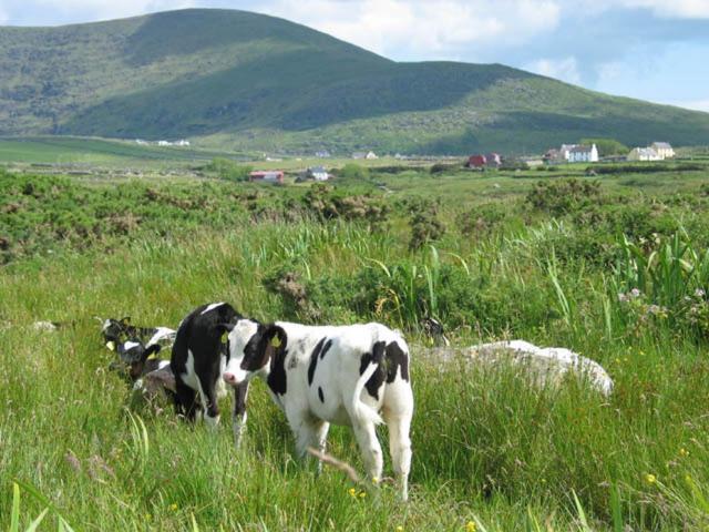 Coill An Rois B&B Ballydavid Εξωτερικό φωτογραφία